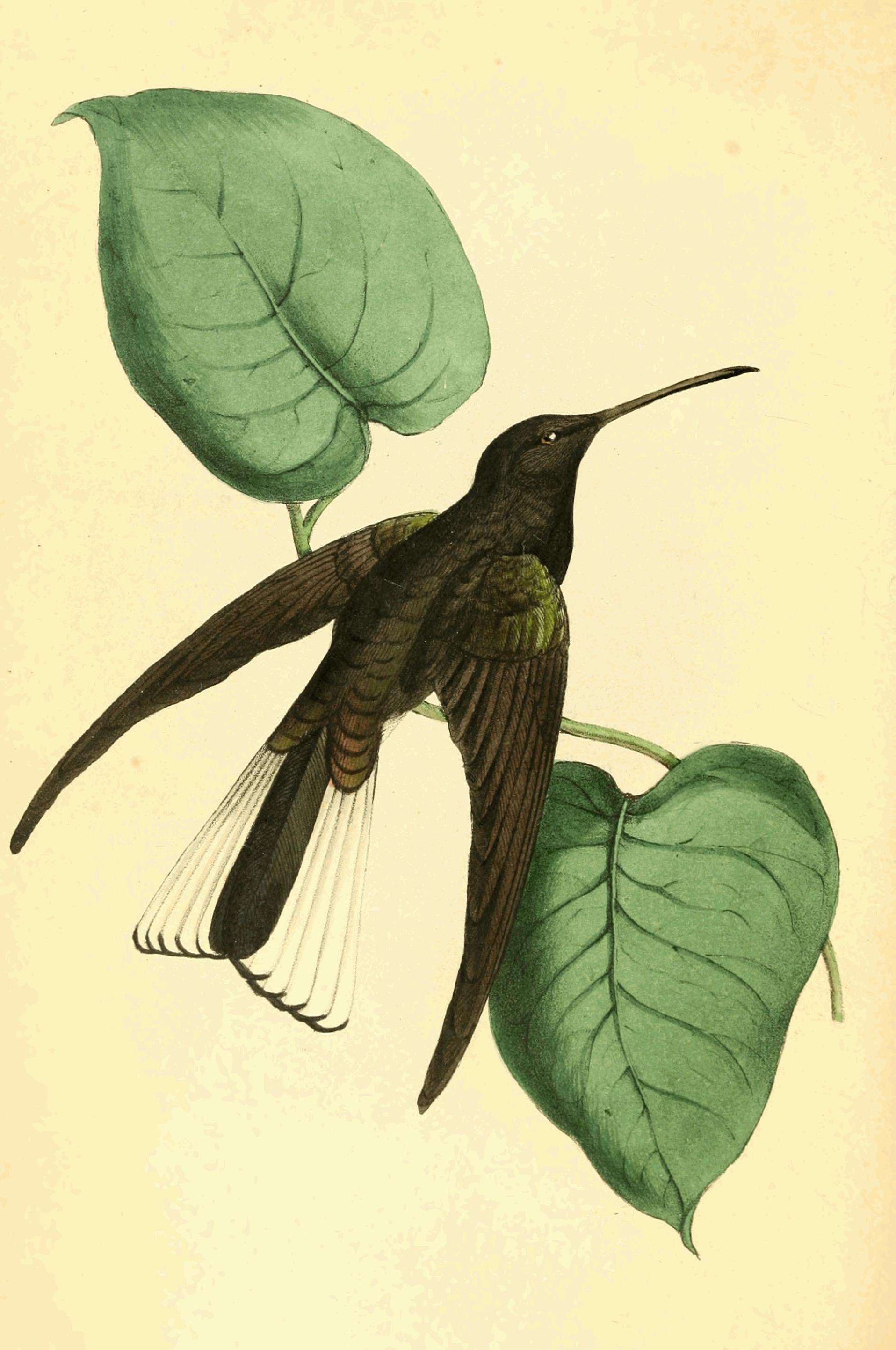 صورة Florisuga fusca (Vieillot 1817)