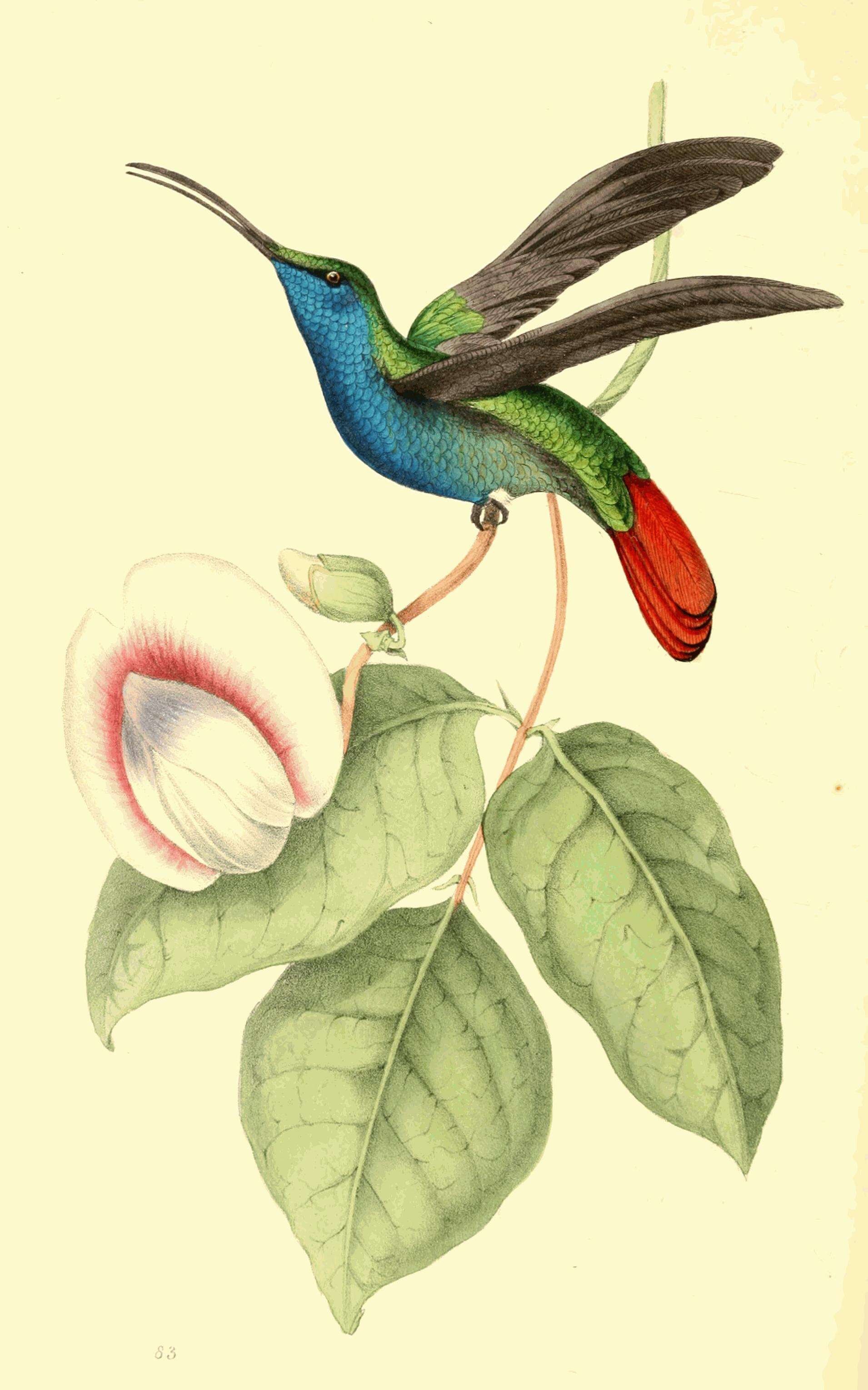 Plancia ëd Campylopterus falcatus (Swainson 1821)