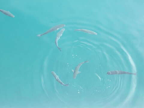 Image of Golden Grey Mullet