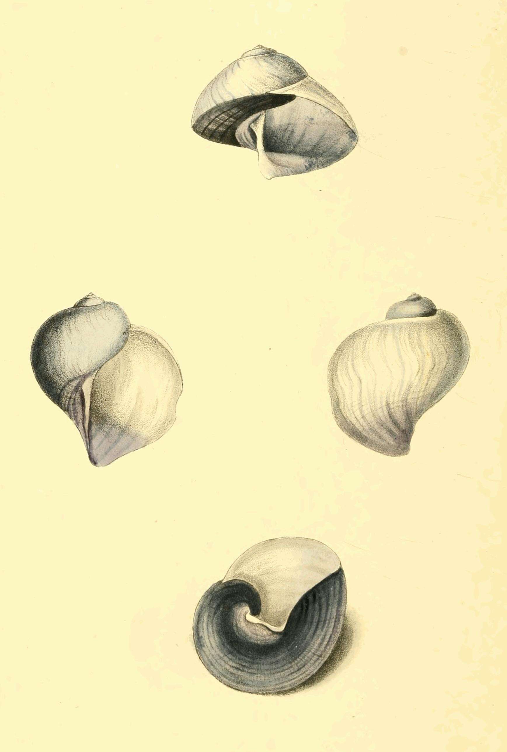 Image of Janthina globosa Swainson 1822