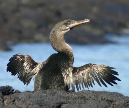 Image of Flightless Cormorant