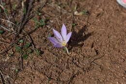 Image of Colchicum haynaldii Heuff.