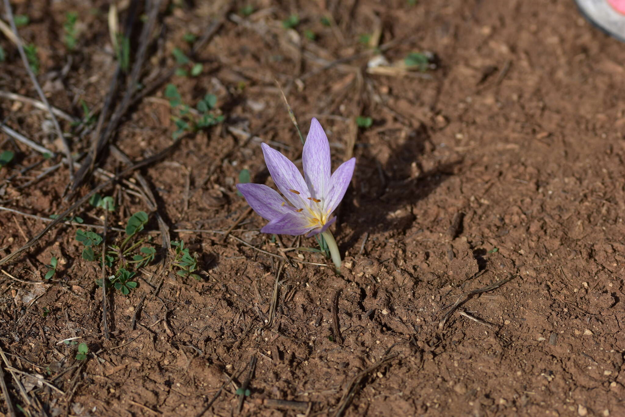 Image of Colchicum haynaldii Heuff.