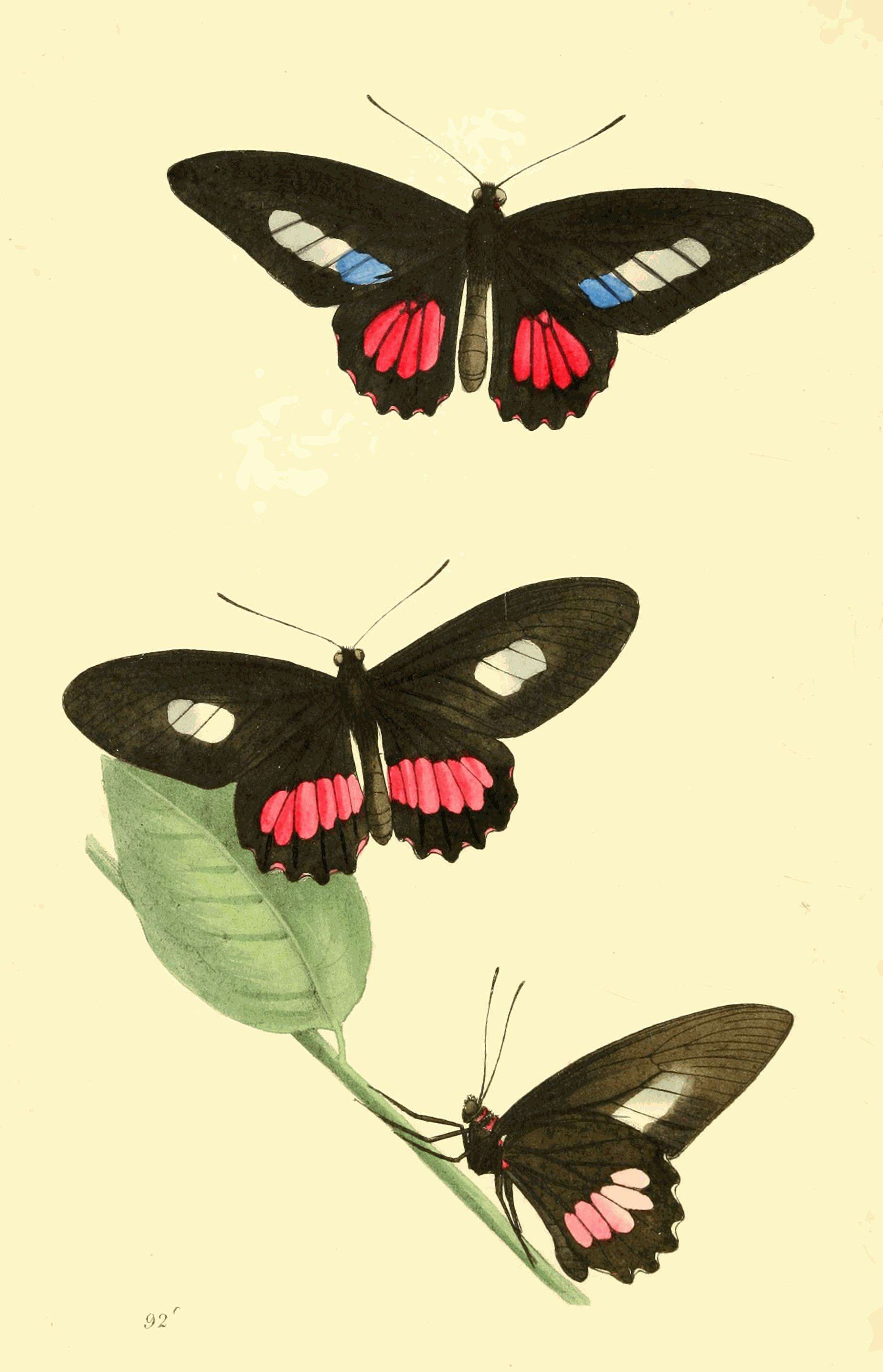 Image de Parides zacynthus (Fabricius 1793)