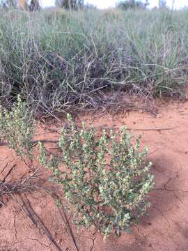 Image of wheelscale saltbush