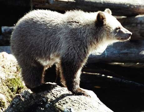 Image of grizzly bear