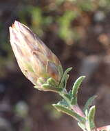 Image of Pteronia staehelinoides DC.