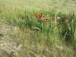 Imagem de Papaver umbonatum Boiss.