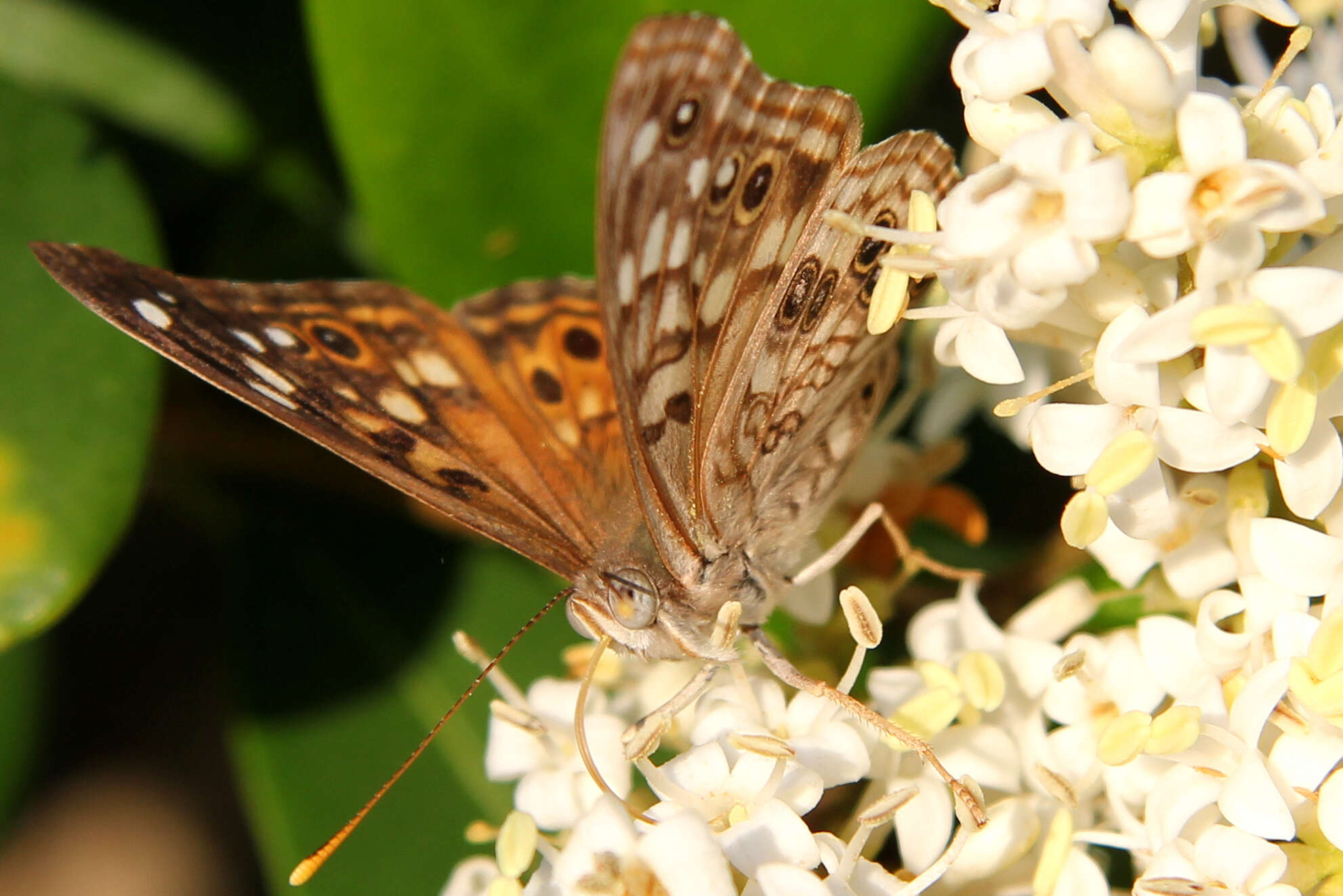 Image of Hackberry Emperor