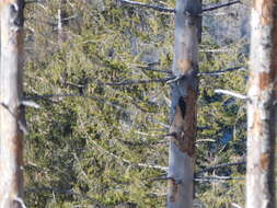 Image of Black Woodpecker