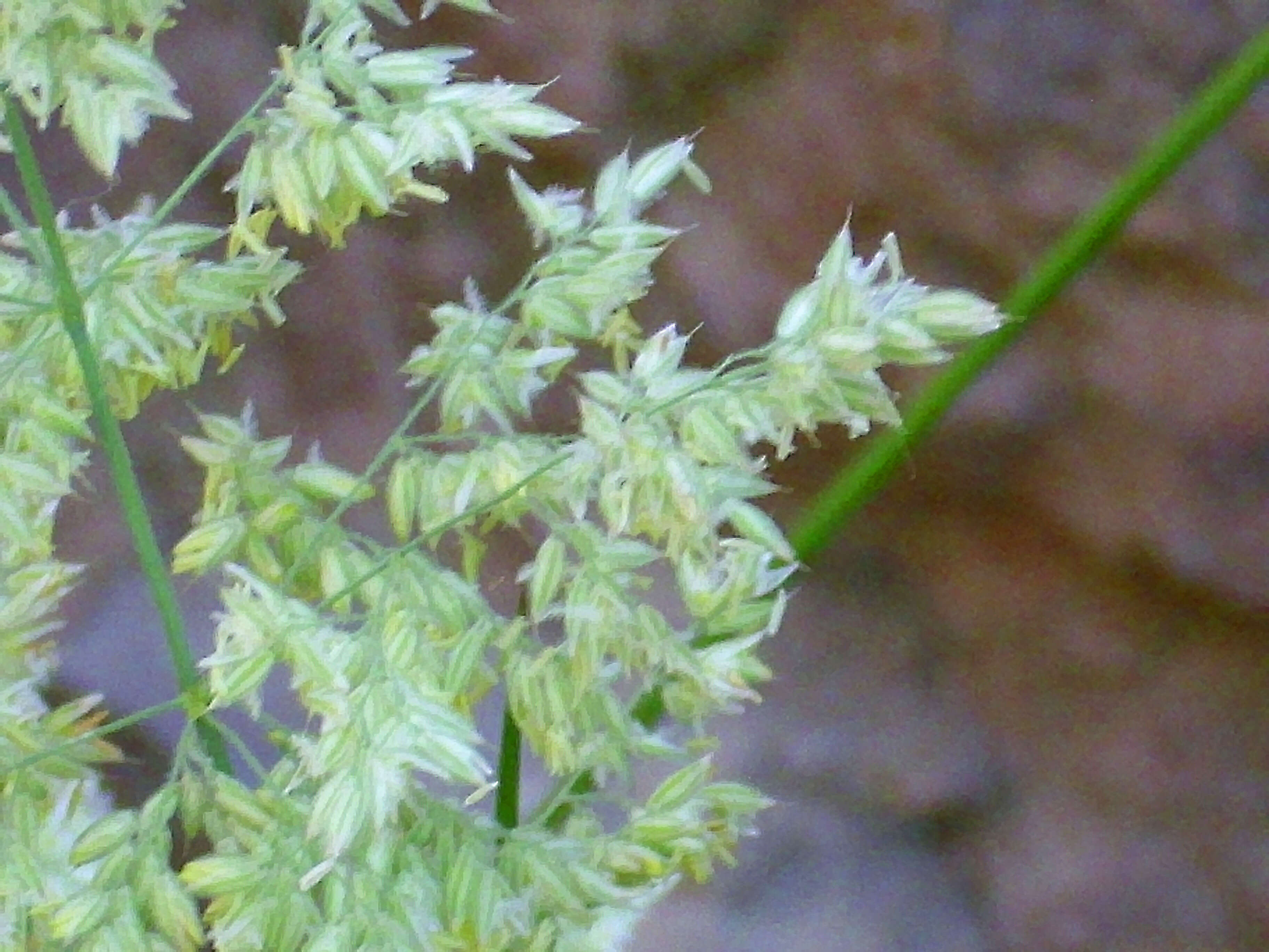 Image de Agrostis commun