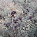 Image of Syrian mesquite