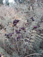 Image de Prosopis farcta (Banks & Sol.) J. F. Macbr.