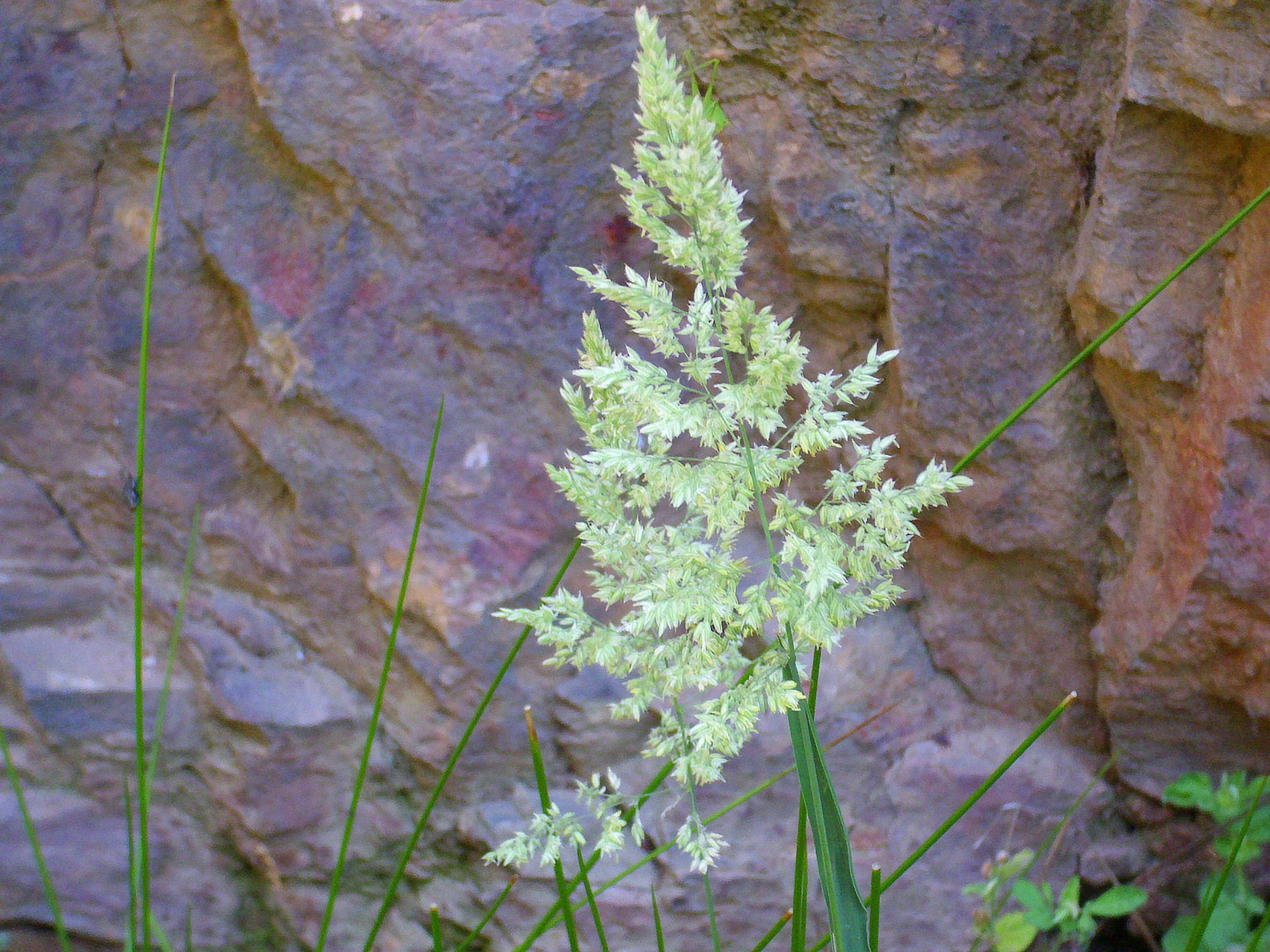 Image de Agrostis commun