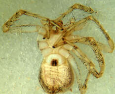 Image of Philodromus californicus Keyserling 1884