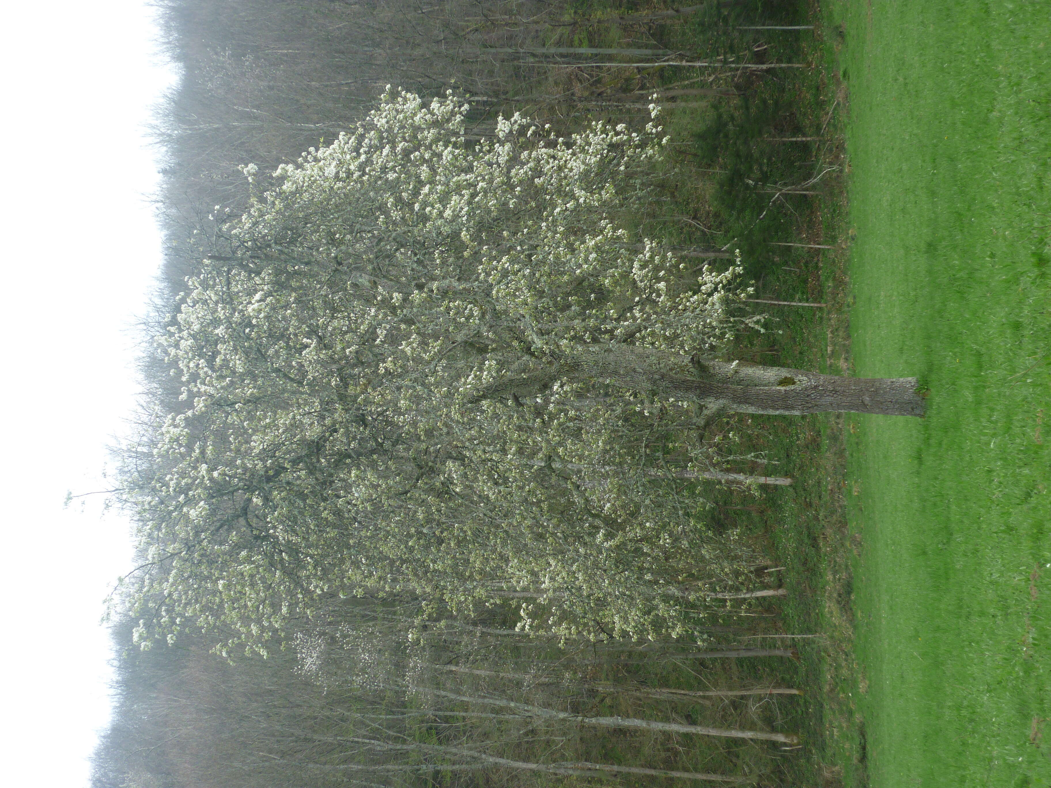 Image of European Pear