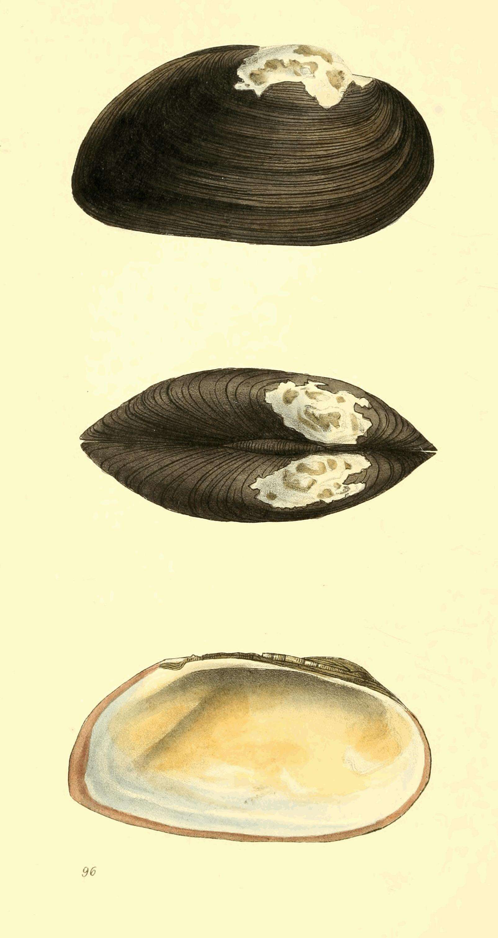Image of Strophitus Rafinesque 1820