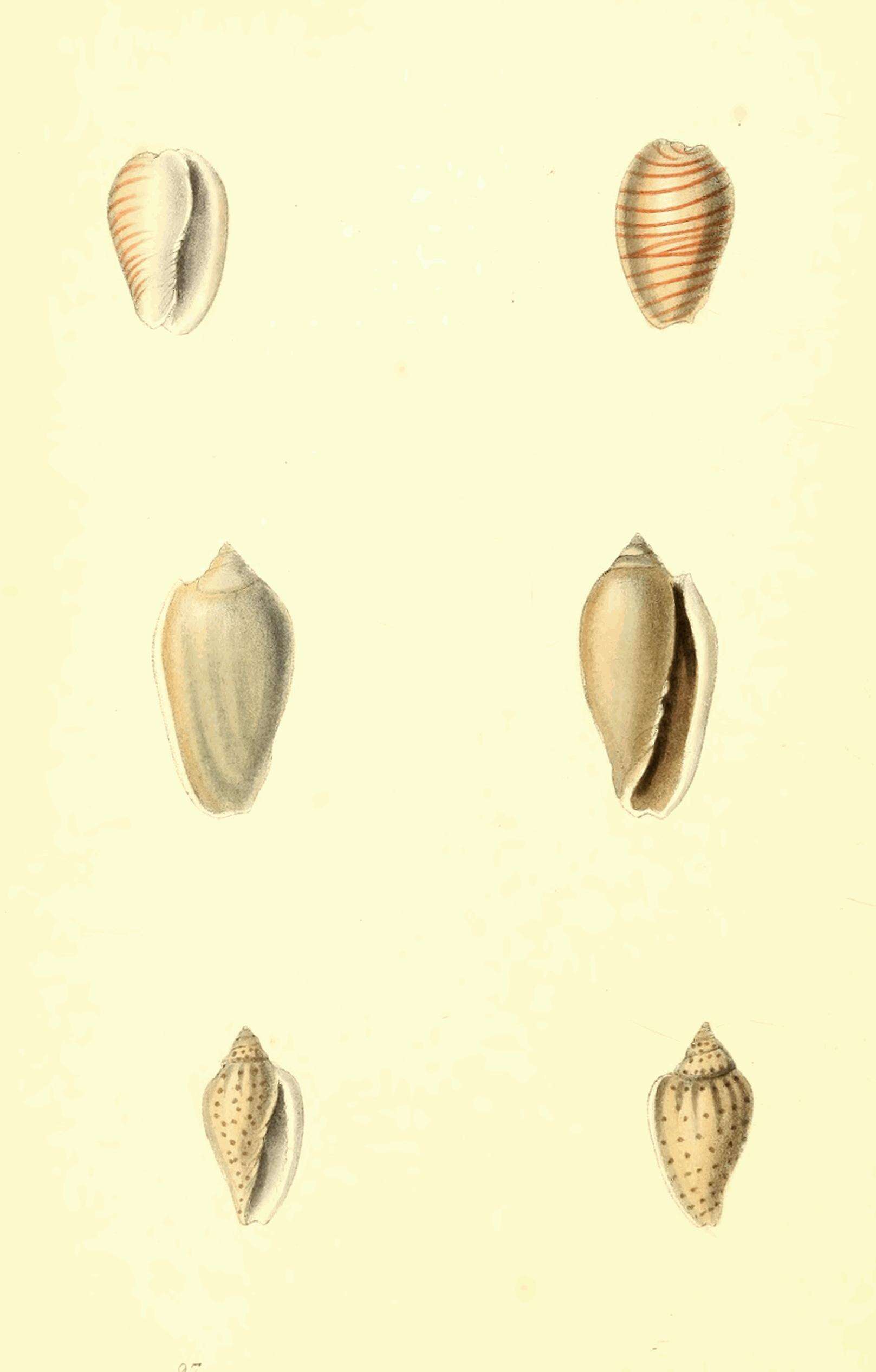 صورة Persicula cingulata (Dillwyn 1817)