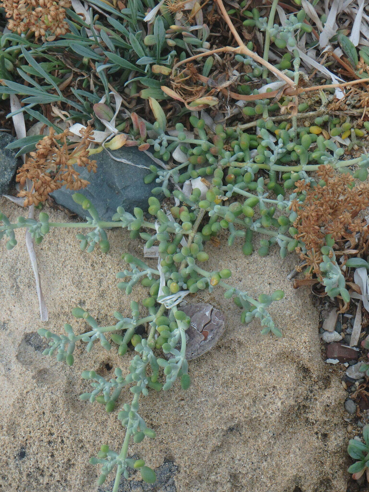 Image of Tetraena alba (L. fil.) Beier & Thulin