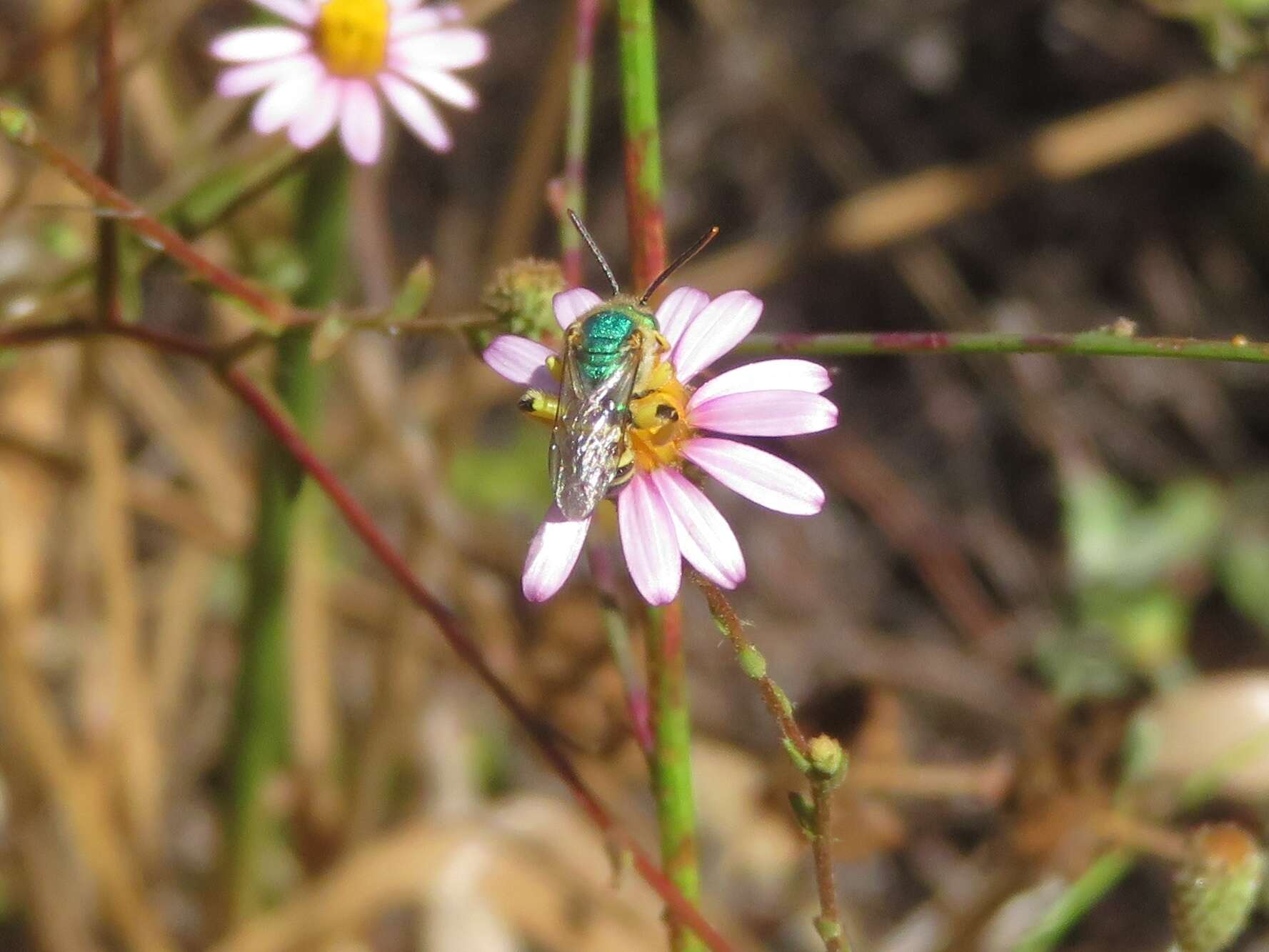 Agapostemon texanus Cresson 1872的圖片