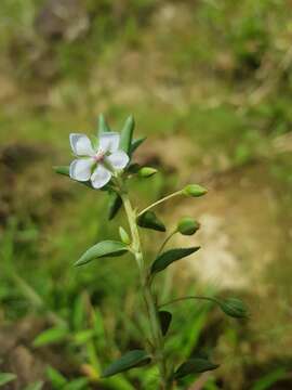 Imagem de Sauvagesia erecta L.