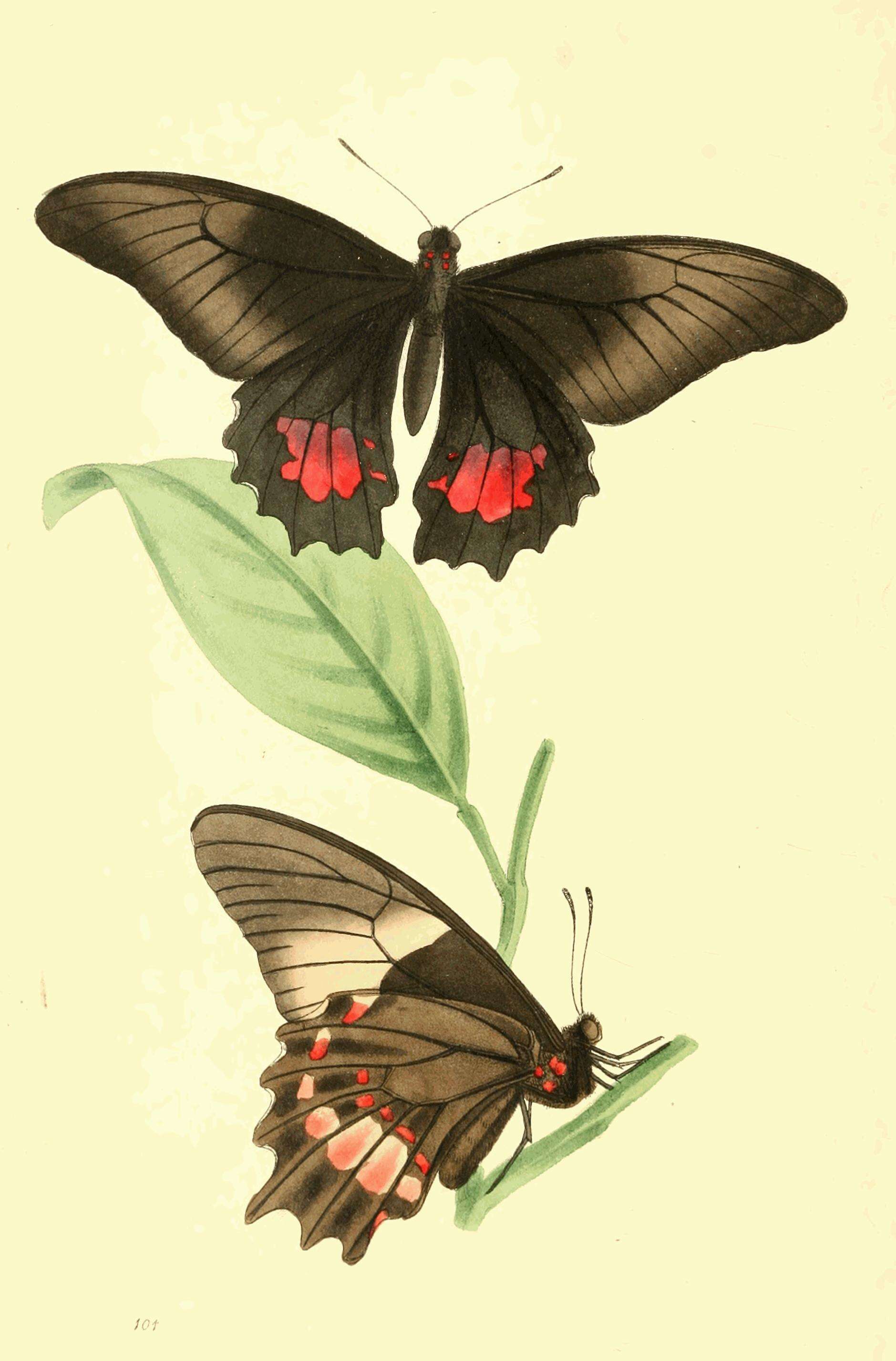 Image de Papilio anchisiades Esper 1788