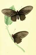 Image of Atrophaneura nox (Swainson 1822)