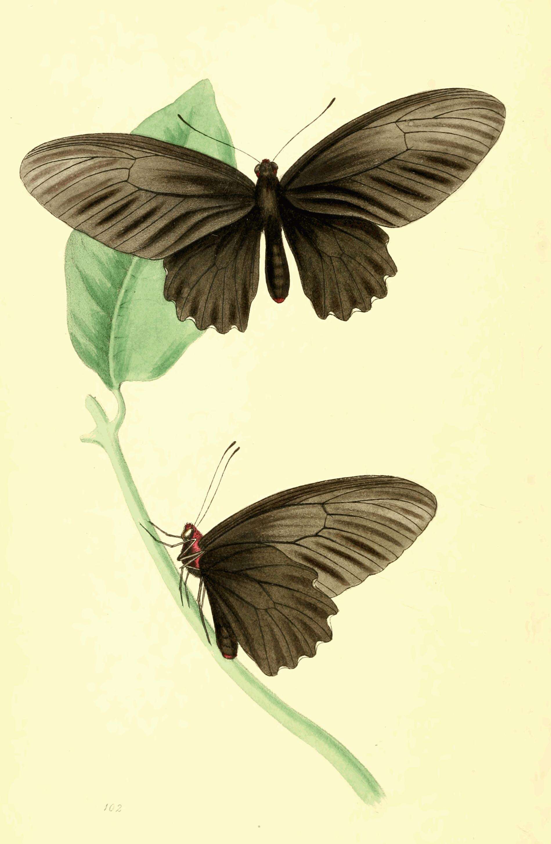 Image of Atrophaneura nox (Swainson 1822)