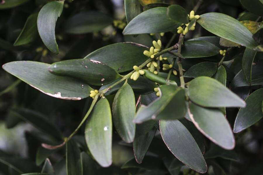 Image of Asian bayberry