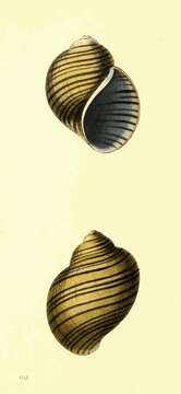 Image of Pila ampullacea (Linnaeus 1758)