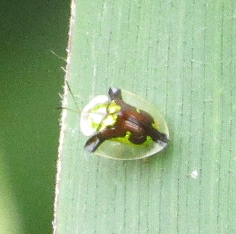 Слика од Deloyala cruciata (Linnaeus 1758)