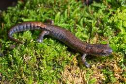 Image of Bolitoglossa hartwegi Wake & Brame 1969