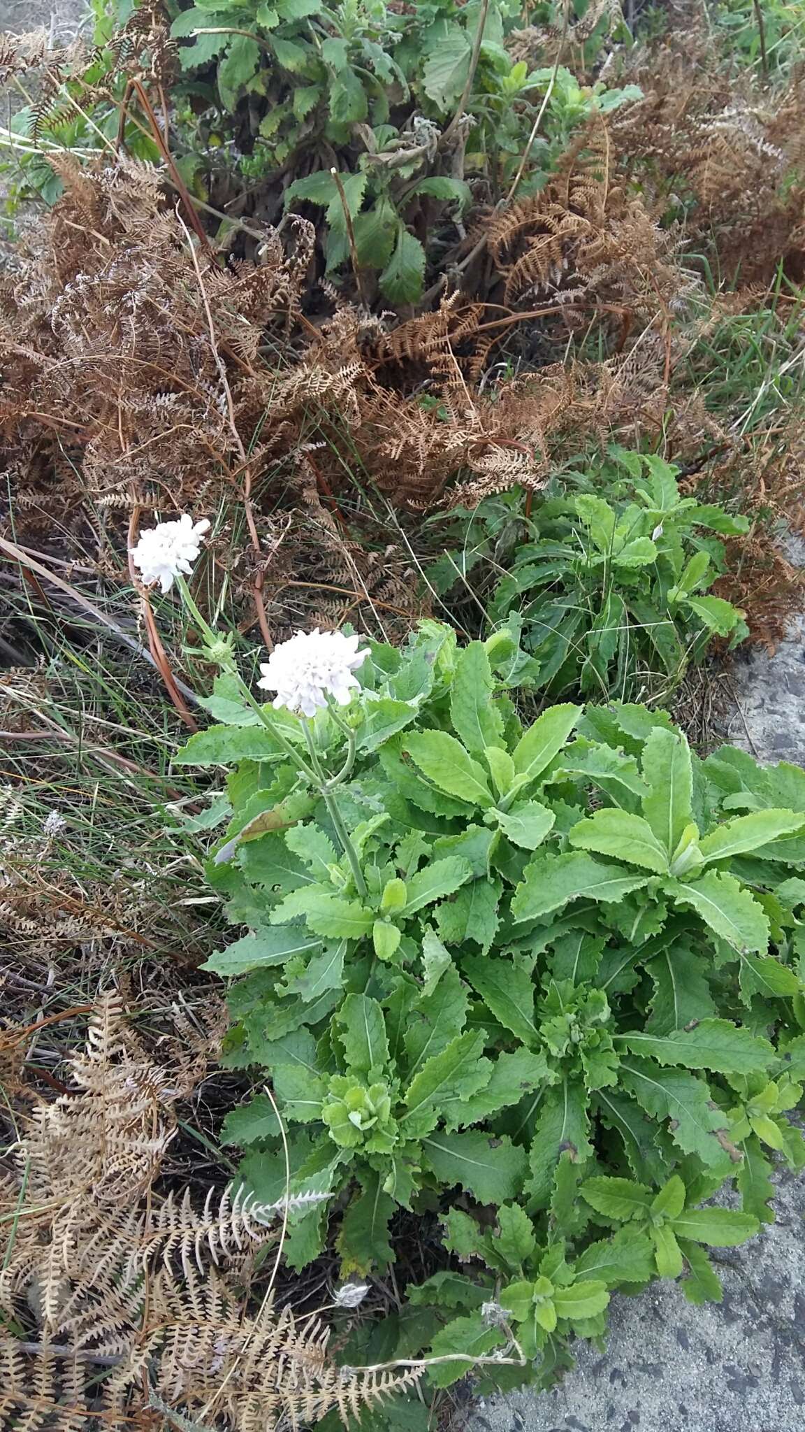 صورة Scabiosa africana L.