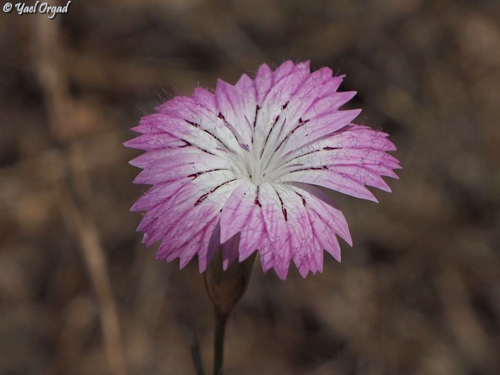 Image of Dianthus strictus Banks & Solander