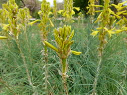 Image of yellow asphodel