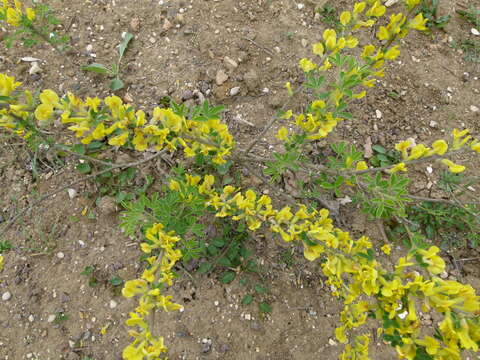 Image of big-flower broom