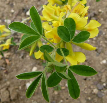 Image of big-flower broom