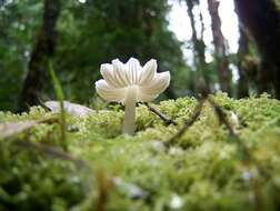 Image of Humidicutis mavis (G. Stev.) A. M. Young 2005