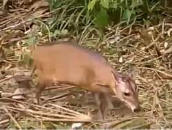 Image of Bay Duiker