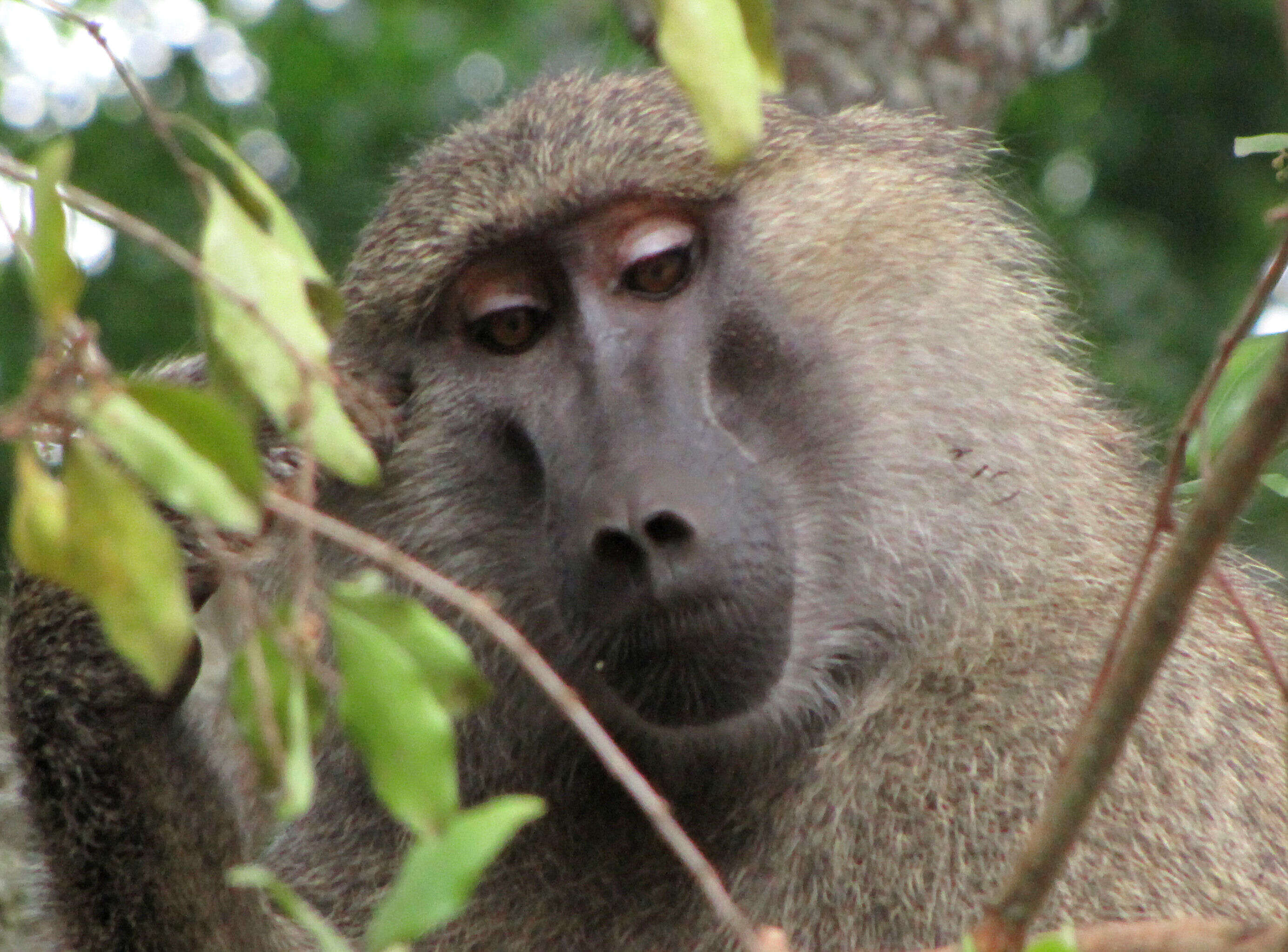 Image of Yellow Baboon