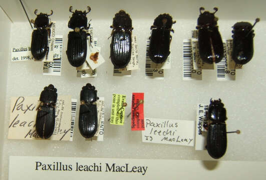 Image of Paxillus leachii