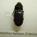 Image of Pentalobus barbatus (Fabricius 1801)