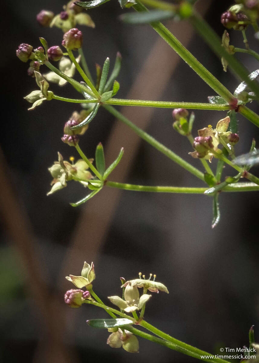 Image of graceful bedstraw