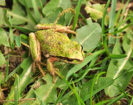 Image of Northern Pacific Treefrog