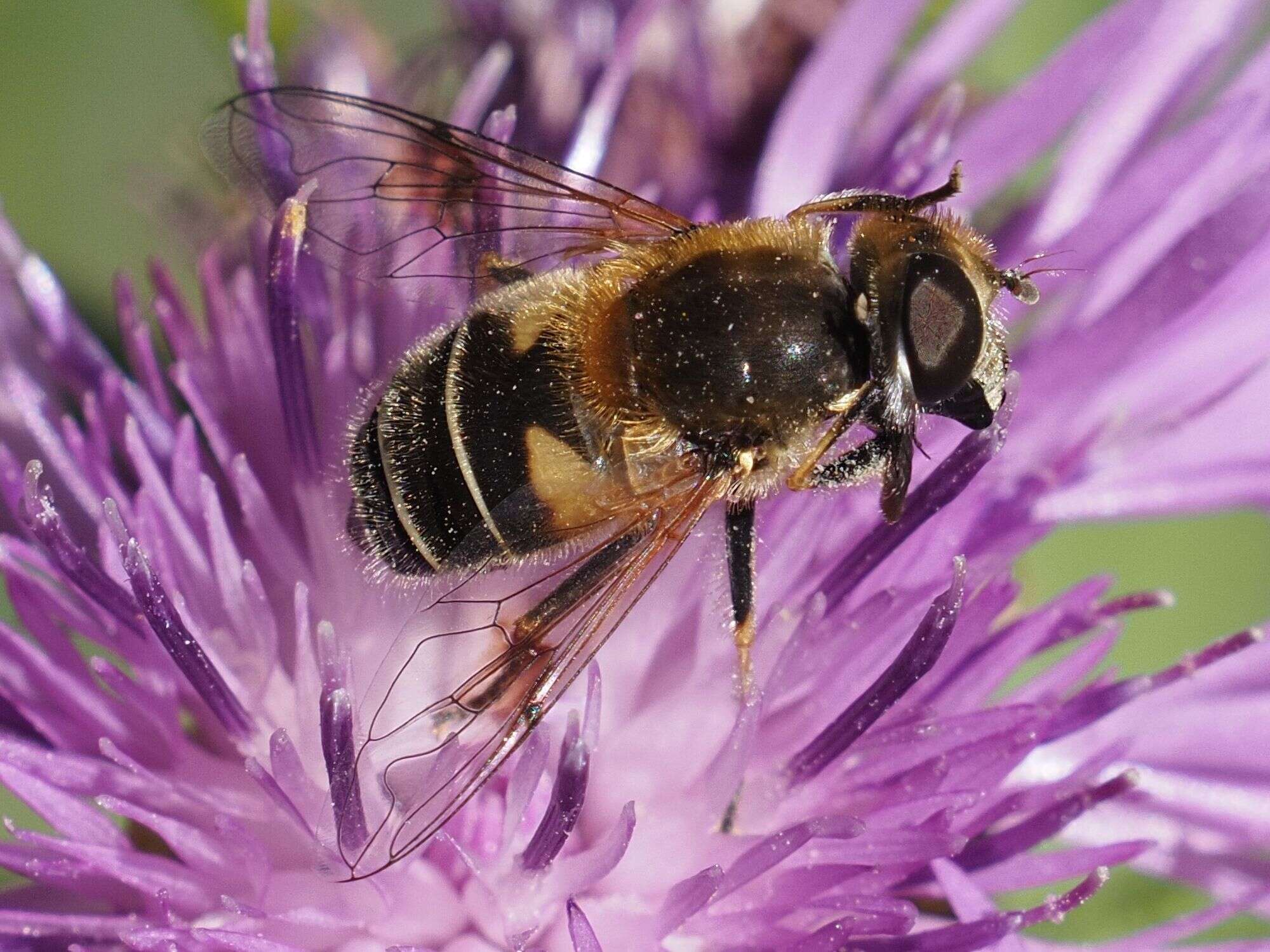 Image of Eristalis jugorum Egger 1858