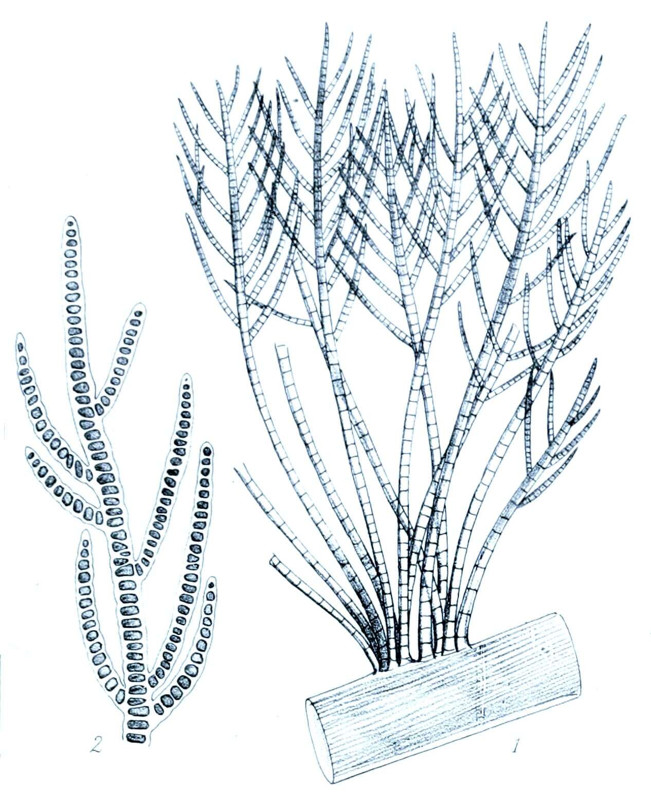 Image of Stigeoclonium Kützing 1843
