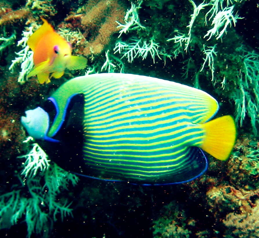 Image of Angelfish