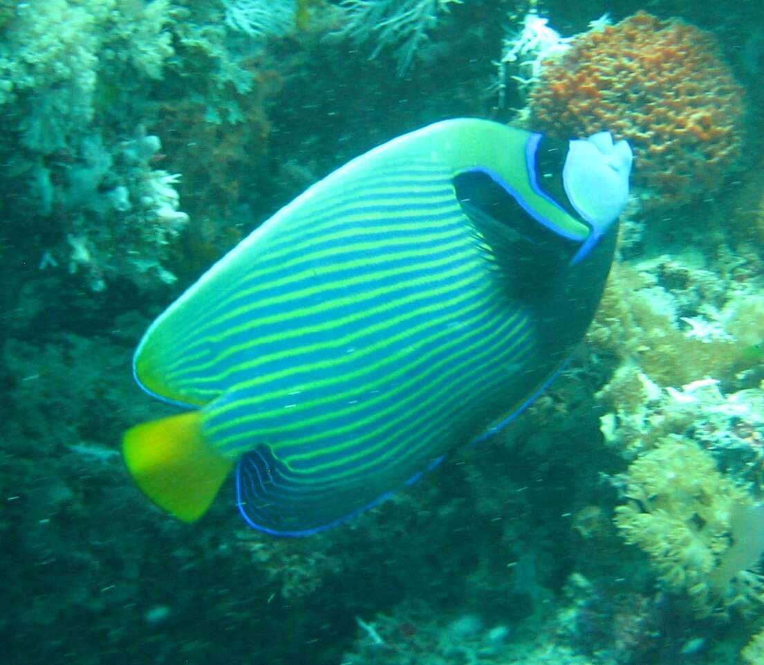 Image of Angelfish