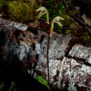 Image of Creeping forest orchid