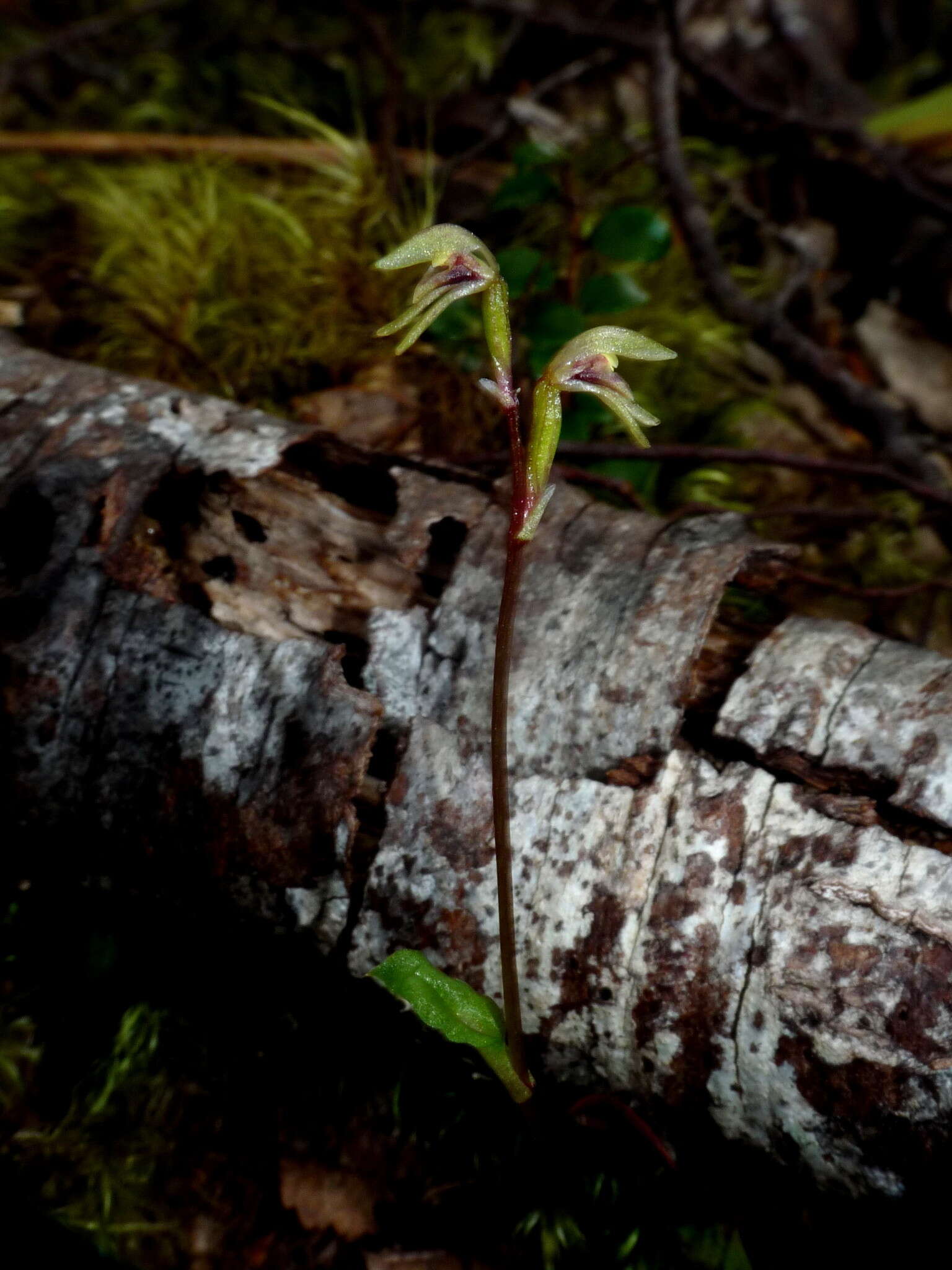 Image of Creeping forest orchid